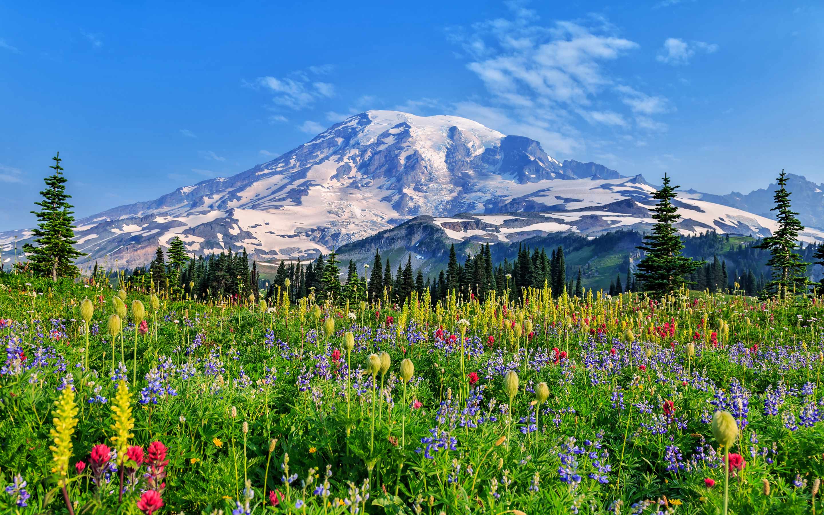 Inspiration from 12 Breathtaking Wildflower Landscapes