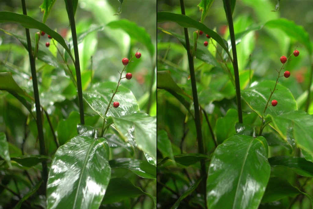 What Does a Circular Polarizer Do?