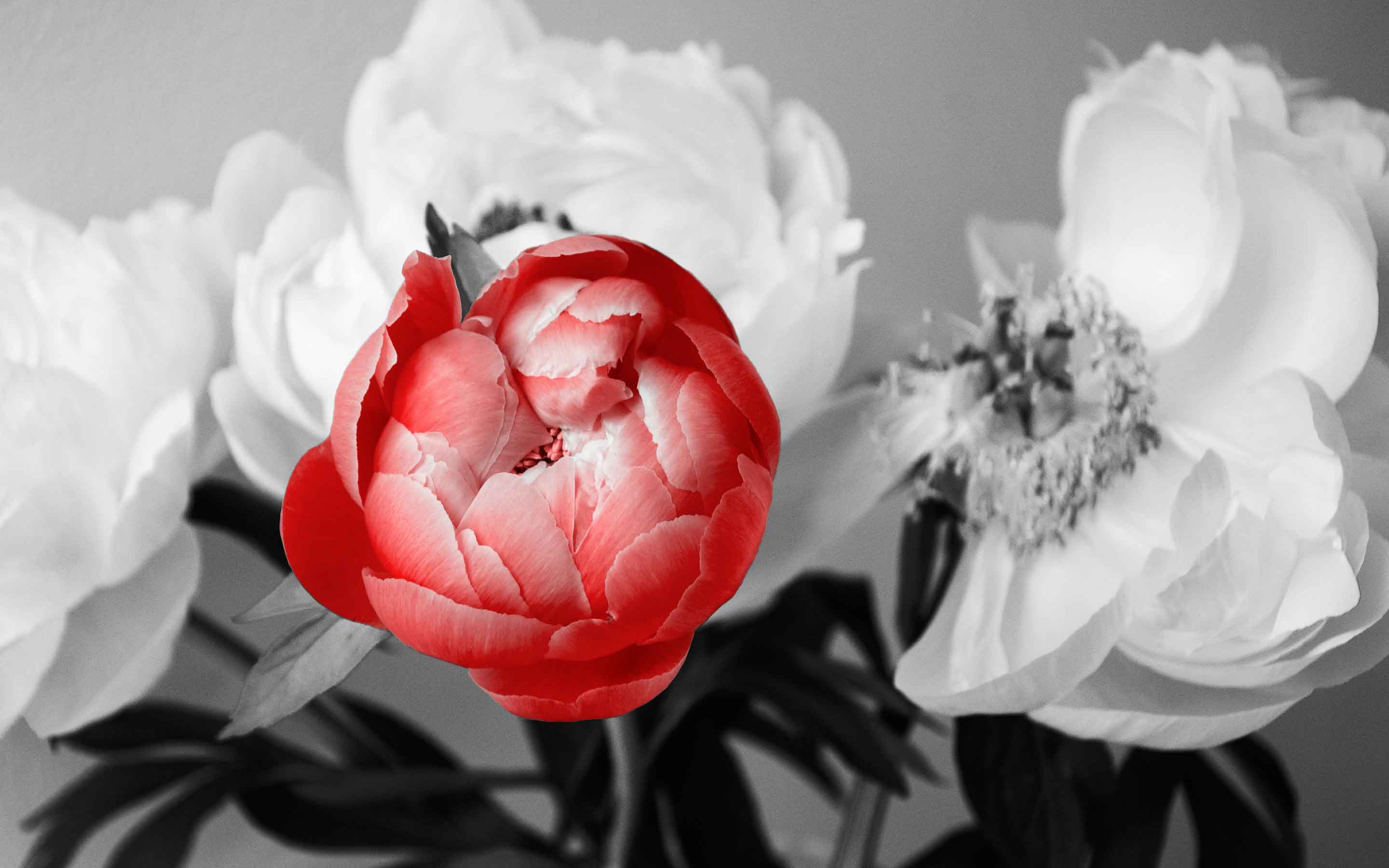 How to Transform BlackandWhite Photography into Color