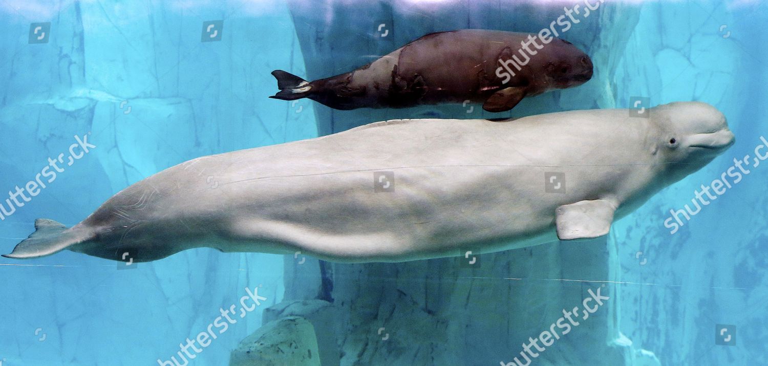 即完] FALILV by FaLiLV グラフィックパーカ whale FALILV by