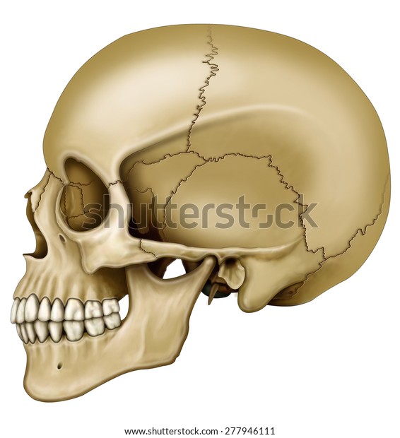 1,200 Skull Frontal View Images, Stock Photos, 3D objects, & Vectors |  Shutterstock