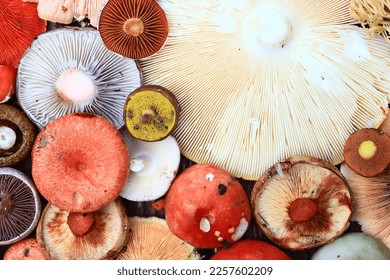 19,732 Mushroom Cap Texture Images, Stock Photos & Vectors | Shutterstock