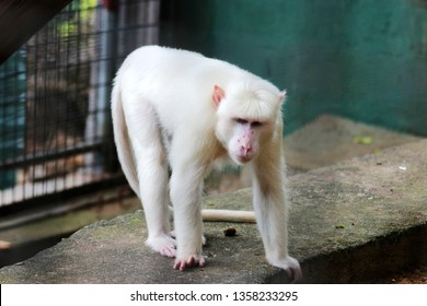 Macaco albino bobo em Hong Kong 749926 Foto de stock no Vecteezy