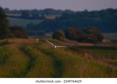 Illustrated diagram of a fen Stock Photo - Alamy