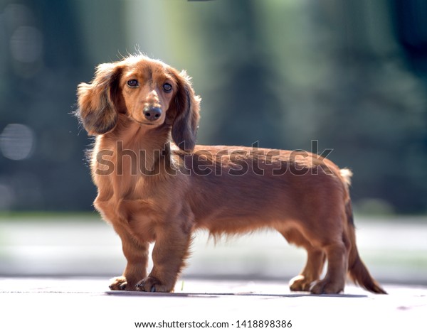 2,542 Black Long Haired Dachshund Stock Photos, Images & Photography |  Shutterstock