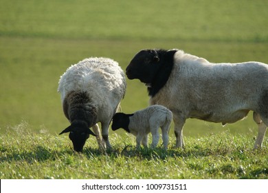30,269 Black Head Sheep Royalty-Free Images, Stock Photos & Pictures