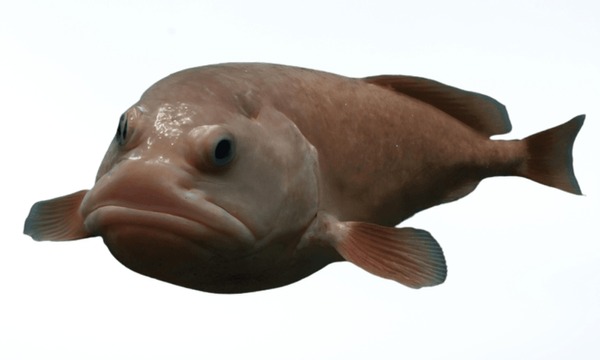 How a Blobfish (a Deep Sea Fish) Looks with and without the