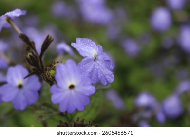 55+ Thousand Wild Bush With Purple Flowers Royalty-Free