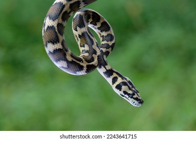248 Carpet Python Tree Royalty-Free Photos and Stock Images | Shutterstock