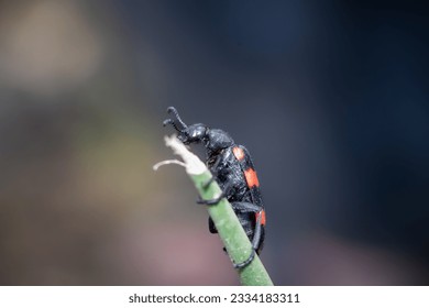 Close Mylabris Pustulata Hycleus Pustulatus Species Stock Photo