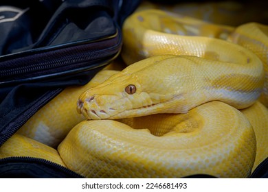 4,771 Python Coiled Images, Stock Photos & Vectors | Shutterstock