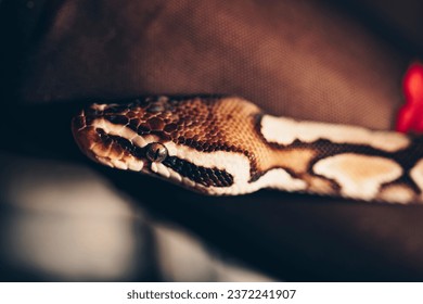 120,084 Python Images, Stock Photos, 3D objects, & Vectors | Shutterstock