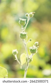 2+ Hundred Abutilon Theophrasti Velvetleaf Royalty-Free
