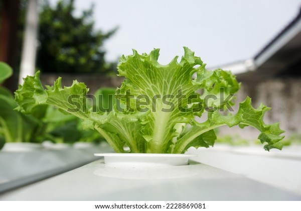 928 Crystal Lettuce Images, Stock Photos & Vectors | Shutterstock