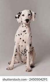 Dalmatian」の12万点のロイヤリティフリー画像、写真素材、絵