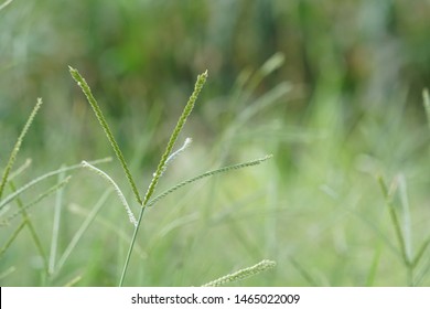 Eleusine indica, Indian goosegrass,yard-grass, goosegrass, wiregrass, crowfootgrass Stock Photo