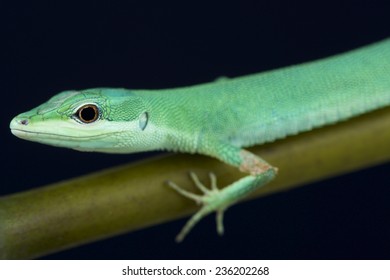 Emerald Grass Lizard Takydromus Smaragdinus Stock Photo 236202268