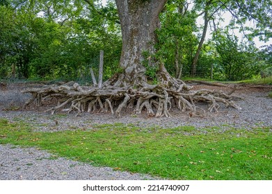 4,772 Exposed Tree Roots Images, Stock Photos & Vectors | Shutterstock