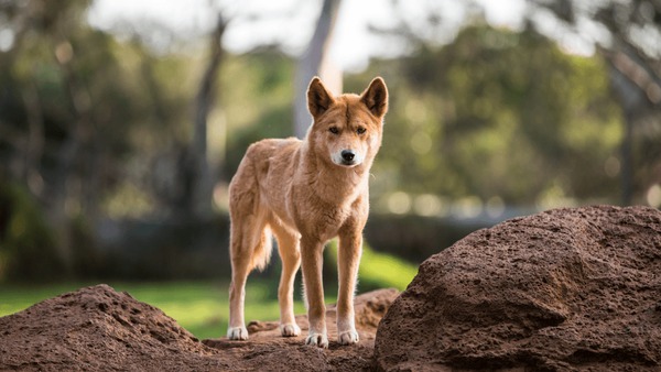 Dingo Dog Royalty-Free Images, Stock Photos & Pictures