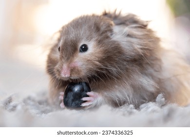 Fluffy syrian hamster close up face Stock Photo