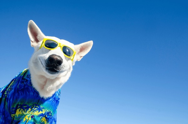 Dog Days'' - Pictures