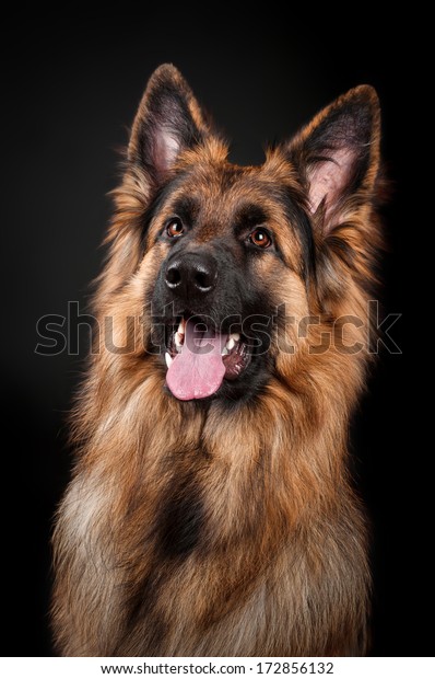 German Shepherd On Black Background Stock Photo 172856132 | Shutterstock