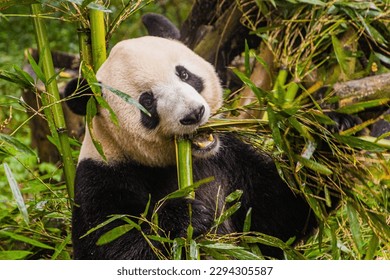 Giant Panda (Ailuropoda melanoleuca), der Bambus im Forschungszentrum für die Züchtung von Riesen Panda in Chengdu, China, isst – Stockfoto