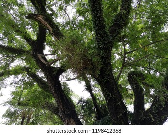 Green Background Natural Tree Stock Photo 1198412368 | Shutterstock