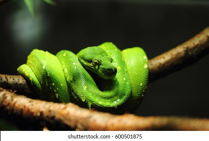 Grüner Baumpython Green Tree Python Morelia Stock Photo 2232563369 ...