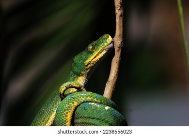 8,579 Pythons Trees Images, Stock Photos & Vectors | Shutterstock