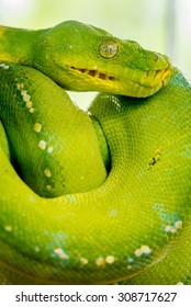 Green Tree Python Known Chondro Python Stock Photo 1982756291 ...