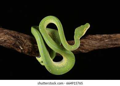 7+ Thousand Green Python Snake Tree Royalty-Free Images, Stock Photos ...