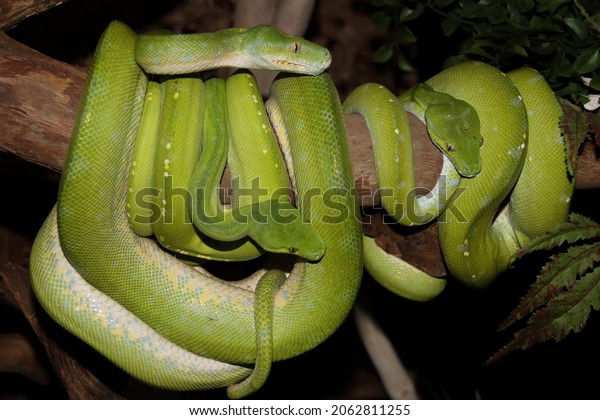 Group Green Tree Python Snakes Wrapped Stock Photo 2062811255 ...