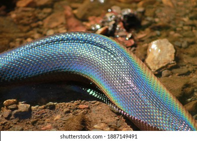 303 Rainbow Python Water Images, Stock Photos & Vectors | Shutterstock