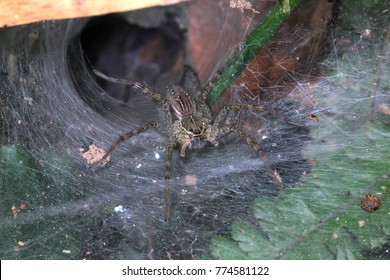 3,214 Wolf Spider Web Images, Stock Photos, 3D objects, & Vectors |  Shutterstock