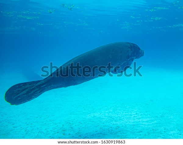 Manatee Herbivore Breastfeeding Same Family Dugong Foto de stock