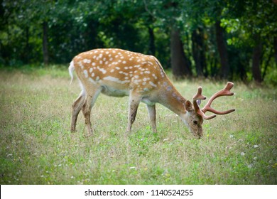 93 Manchurian Sika Deer Images, Stock Photos & Vectors | Shutterstock