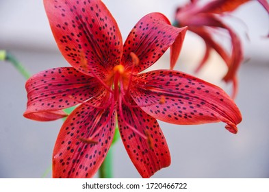 1,625 Maroon Lily Flower Images, Stock Photos & Vectors | Shutterstock