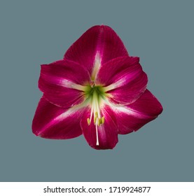 1,625 Maroon Lily Flower Images, Stock Photos & Vectors | Shutterstock