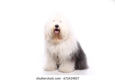 Viejo Pastor Ingles Adulto  Old english sheepdog, English