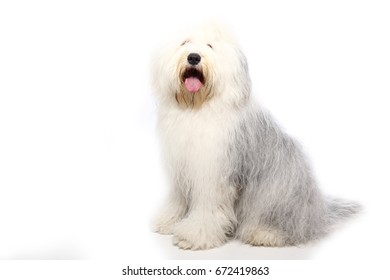 Viejo Pastor Ingles Cachorro  English dogs, Old english sheepdog