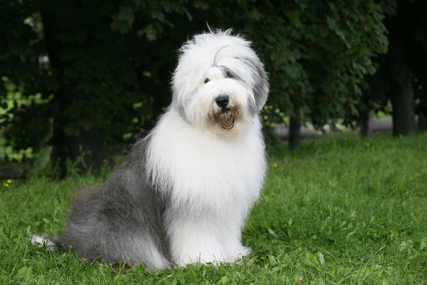 Antiguo pastor inglés (Bobtail) English sheepdog puppy, Old english sheepdog puppy, Old english sheepdog
