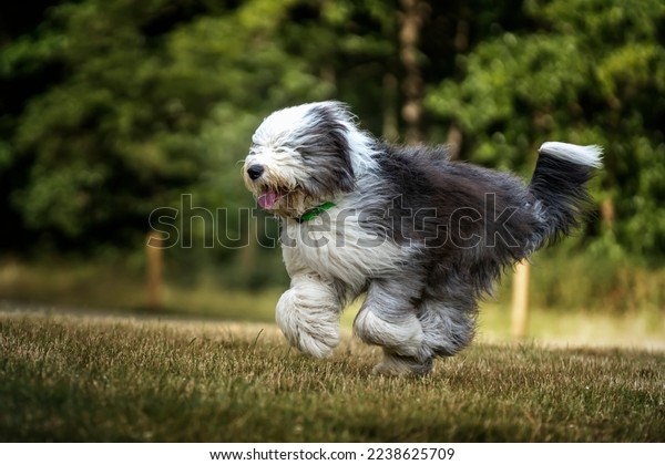 Viejo Pastor Ingles Adulto  Old english sheepdog, English