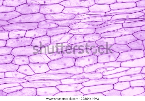 Green Plant Cells Under Microscope Seamless Stock Vector (Royalty Free)  250155727, Shutterstock