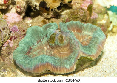 297 Open Brain Coral Images, Stock Photos, 3D objects, & Vectors |  Shutterstock