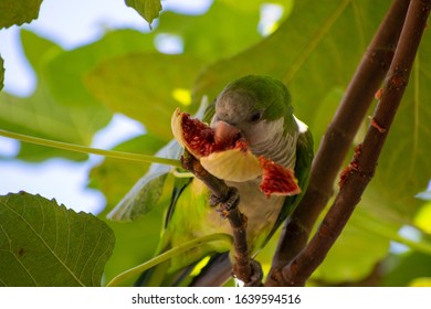Can Parrots Eat Figs? Discover Nutritional Benefits!