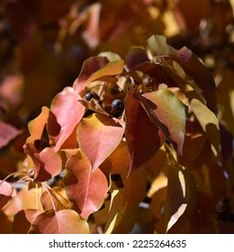 Prospect Park Wheat Ridge Co Stock Photo 2225264635 | Shutterstock