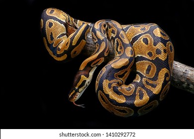 Ball Python: Over 7,984 Royalty-Free Licensable Stock Photos | Shutterstock