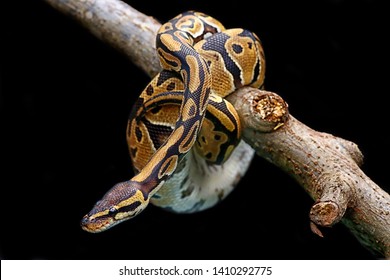2,545 Phyton Snake Images, Stock Photos, 3D objects, & Vectors ...