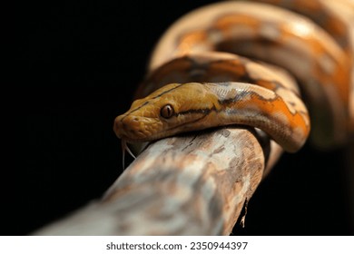 Reticulated Python Skin Royalty-Free Images, Stock Photos & Pictures ...